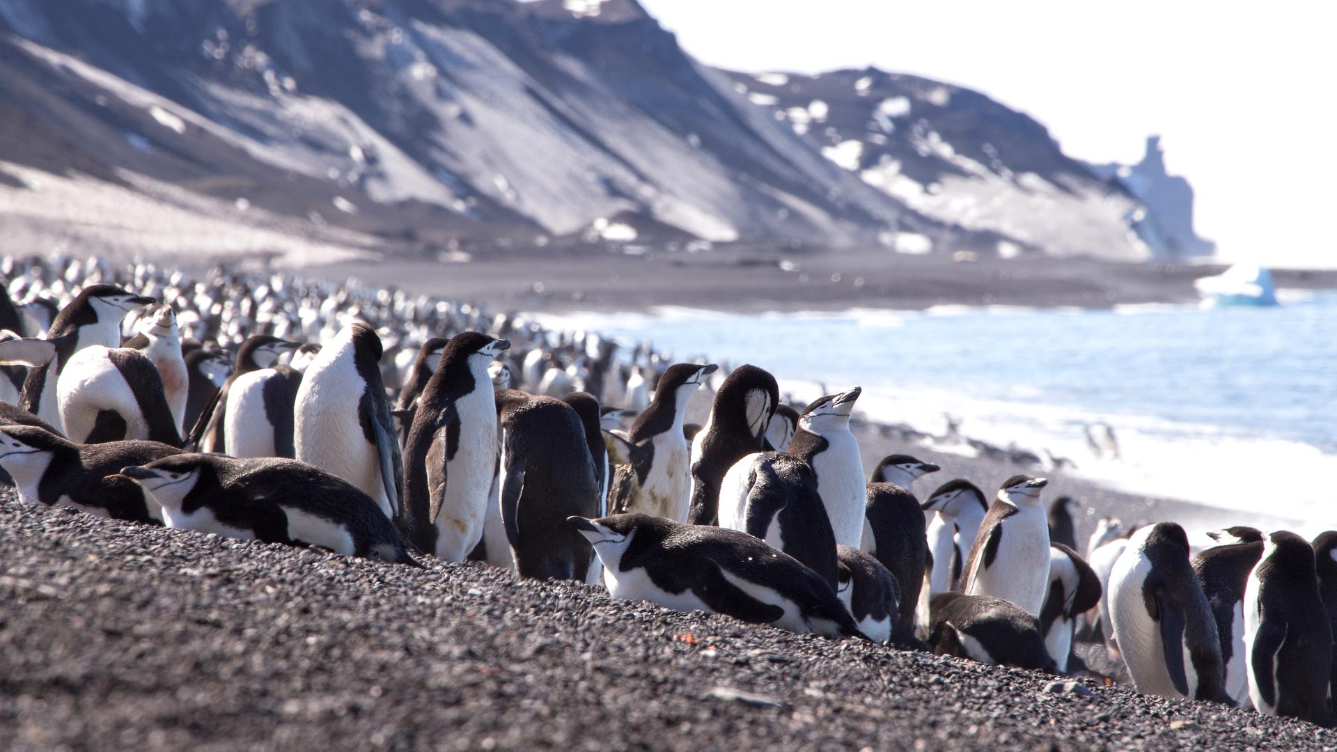 Here we can see more penguins, including these chinstraps.